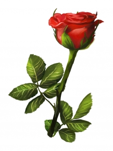 一枝独秀的红玫瑰高清图片