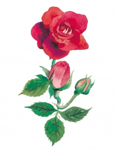 美丽艳丽红玫瑰高清图片