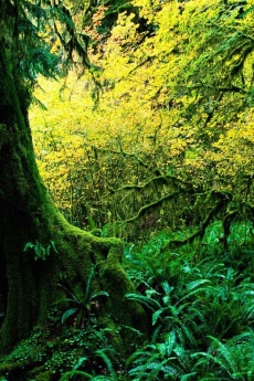 绿水青山唯美大自然手机壁纸