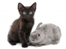 可爱黑猫灰兔高清图片