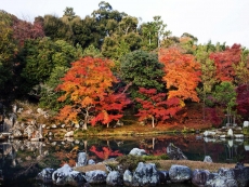 魅力秋天美丽枫树景色手机壁纸