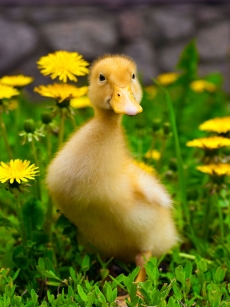 可爱黄小鸭迷惘表情高清图片