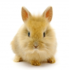 可爱的小兔子高清图片