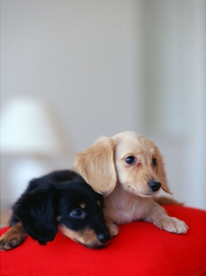 可爱的两只狗狗高清图片