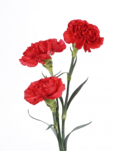 精美艳丽的三朵红花高清图片