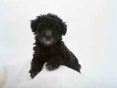 可爱迷人黑色卷毛小狗高清图片