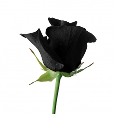 黑色唯美玫瑰高清图片