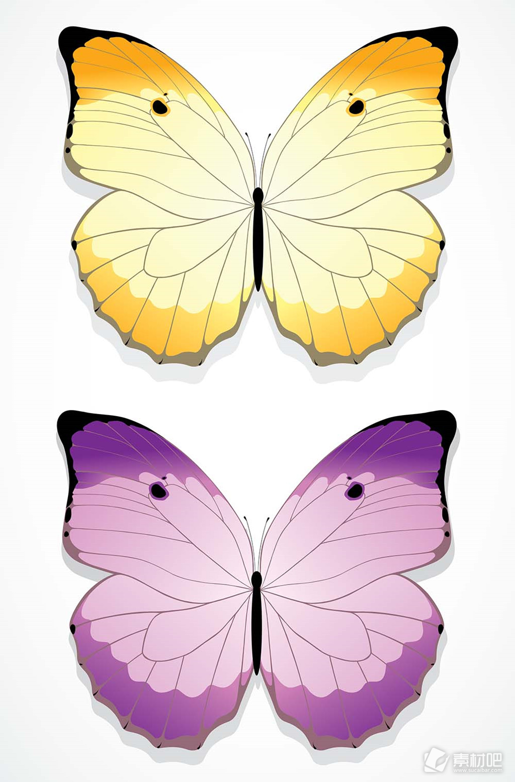 黄色蝴蝶紫色蝴蝶标本矢量素材