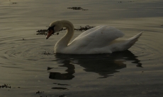 湖水里的白天鹅高清图片