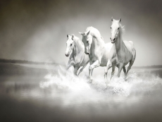 在水中奔跑的三匹白色骏马高清图片