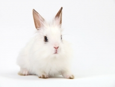 可爱白色害怕的兔子高清图片