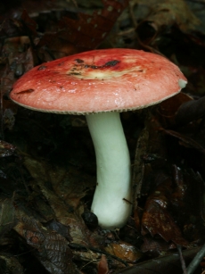 野生自然清新蘑菇高清图片