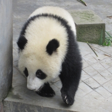 可爱的国宝大熊猫高清图片