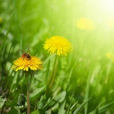 唯美风景蜜蜂香花上采蜜高清图片