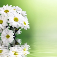 清新水中白色花朵高清图片