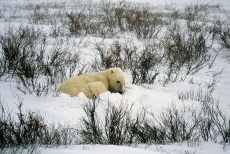 雪地里的北极熊高清图片