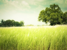 绿色草原美丽风景高清图片