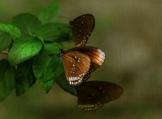 昆虫蝴蝶写真桌面壁纸