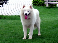 可爱宠物白色狗狗高清图片