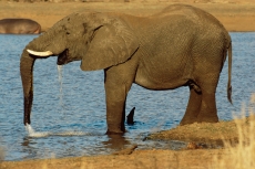 河中解渴的大象高清图片