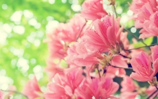 五彩斑斓绚丽夺目的花朵桌面壁纸