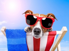 戴着太阳眼镜的可爱狗狗高清图片