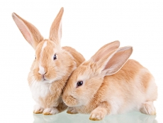 可爱的两只小兔子高清图片