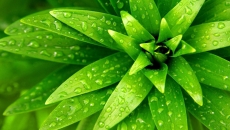给人舒适感觉的绿色植物桌面壁纸