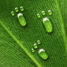 创意绿色叶子上的透明水珠脚印高清图片