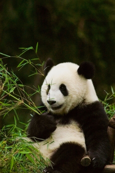 望着翠绿的竹子熊猫开心的笑了高清图片