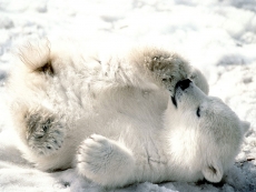 可爱白色小北极熊高清图片