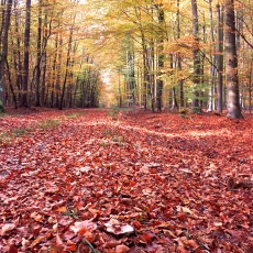 秋季的林间小道高清图片