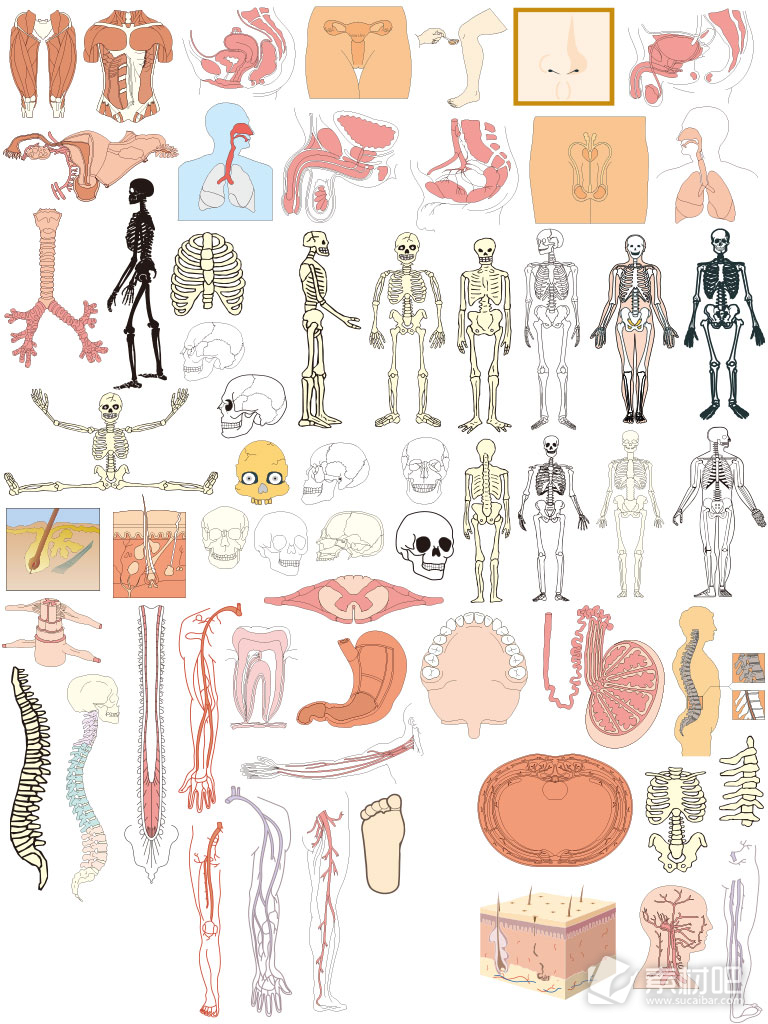 人体器官骨骼解剖图矢量素材