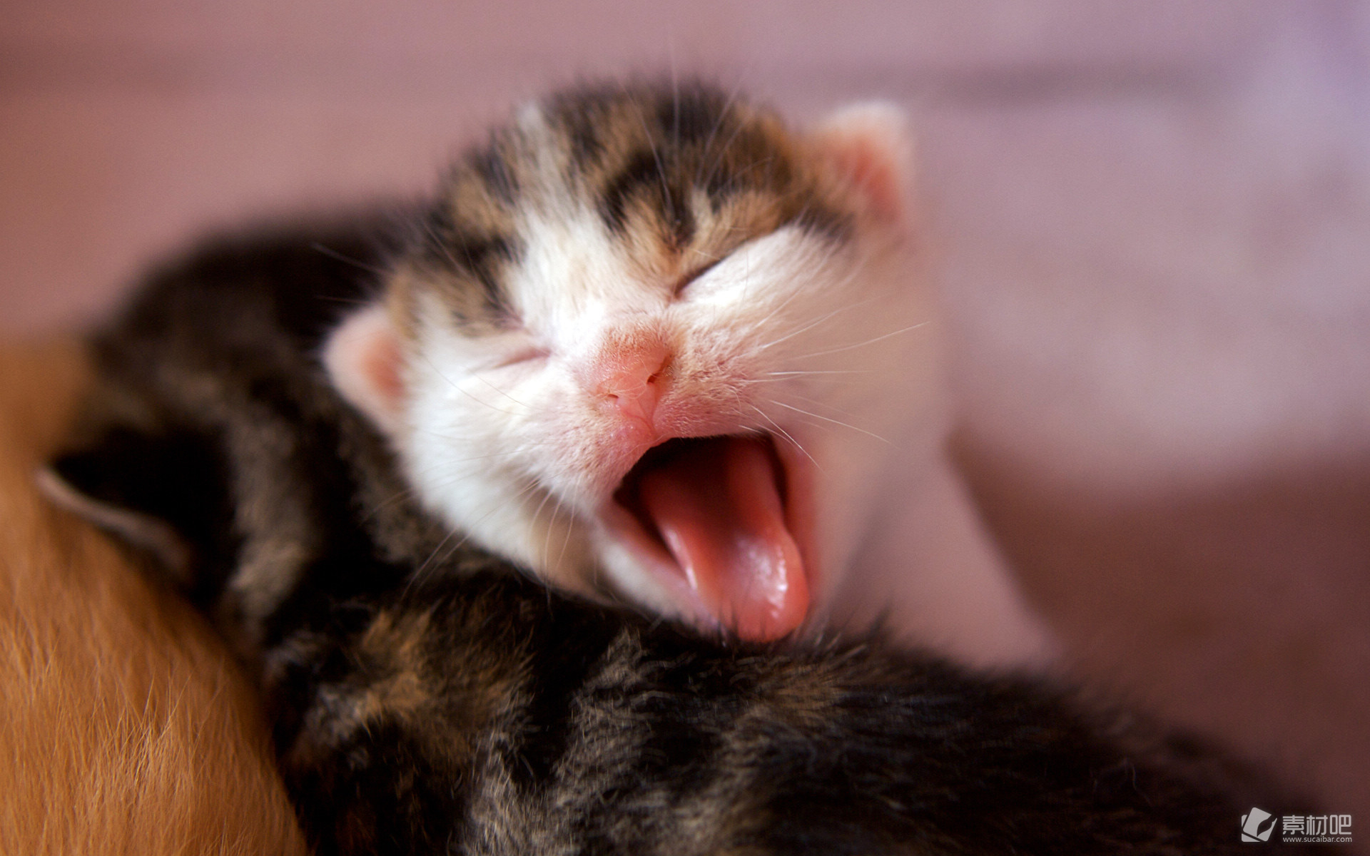 Free Images : cute, pet, portrait, sleeping, feline, tabby, nap ...