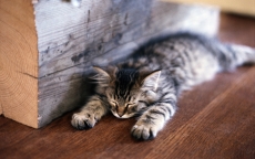 熟睡的猫咪宠物桌面壁纸