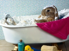 有趣的宠物兔子宽屏桌面壁纸