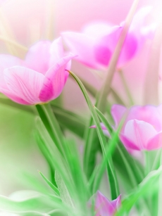 粉色亮丽花朵写真高清图片
