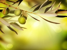 绿色自然野生果子高清图片