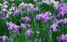 美丽的紫色花丛唯美写真桌面壁纸