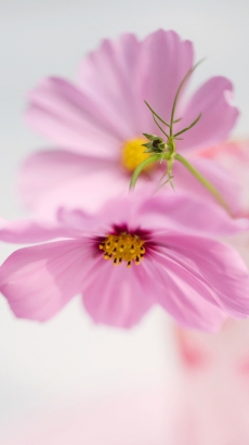 粉色温馨花朵写真手机壁纸