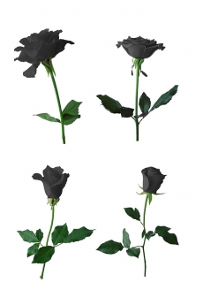 黑玫瑰花卉高清图片