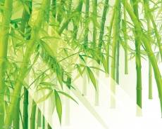 清新绿色竹子创意桌面壁纸