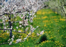 春天桃花盛开高清图片