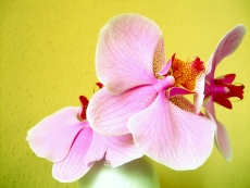 黄色背景粉色美丽花朵高清图片