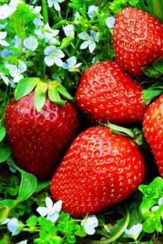红色草莓高清手机壁纸