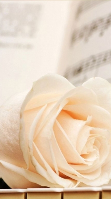 简单浪漫温馨的花朵手机壁纸