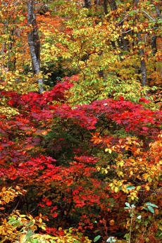 秋天里的红色枫叶风景手机壁纸
