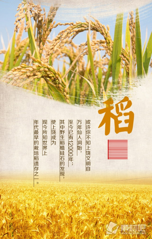 水稻宣传海报