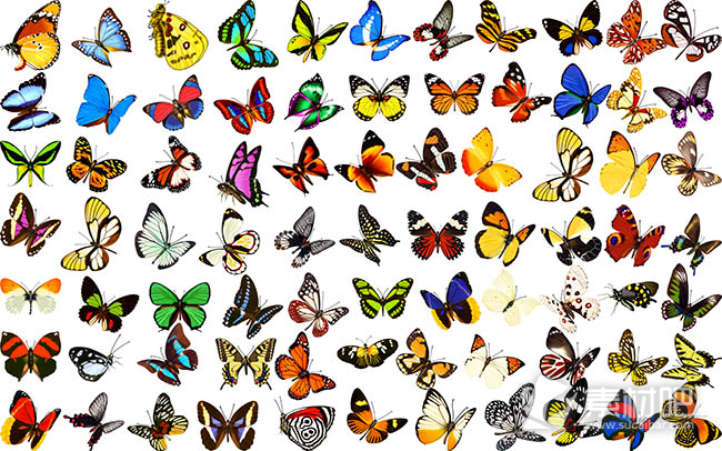 各种彩色蝴蝶PSD素材