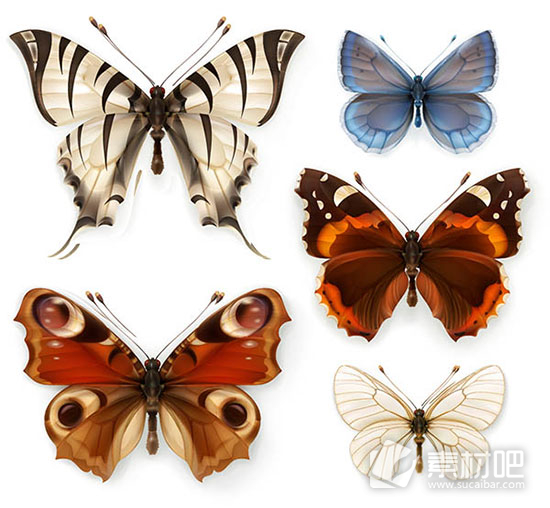 蝴蝶标本矢量图片